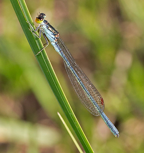 Pseudagrion caffrum male